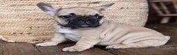 French Bulldog dogs for sale: Rhubarb  AKC - Ad 5