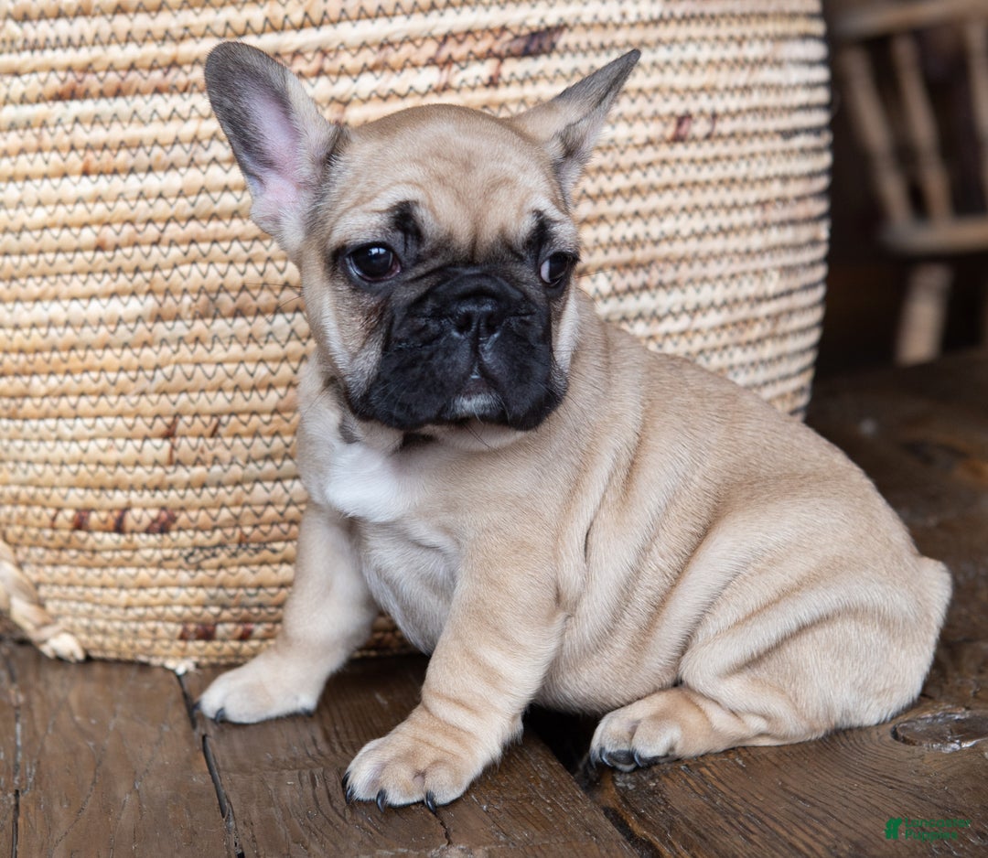 French Bulldog dogs for sale: Rhubarb  AKC - Ad 5