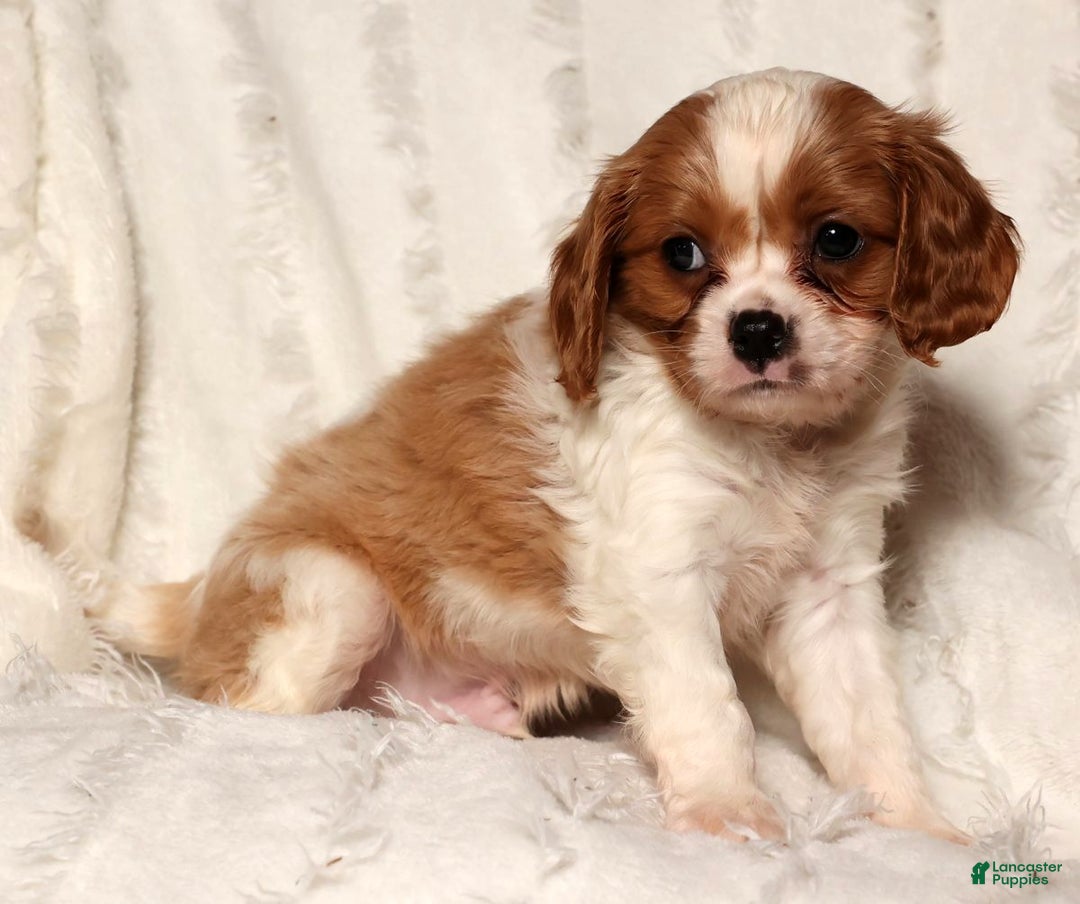 Cavapoo dogs for sale: George - Ad 9