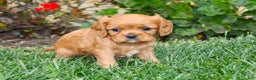 Cavalier King Charles Spaniel dogs for sale: Charlotte - Genetic Tested Parents - Ad 8