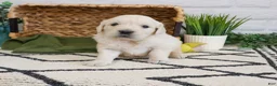 Golden Retriever dogs for sale: Texas - Ad 6
