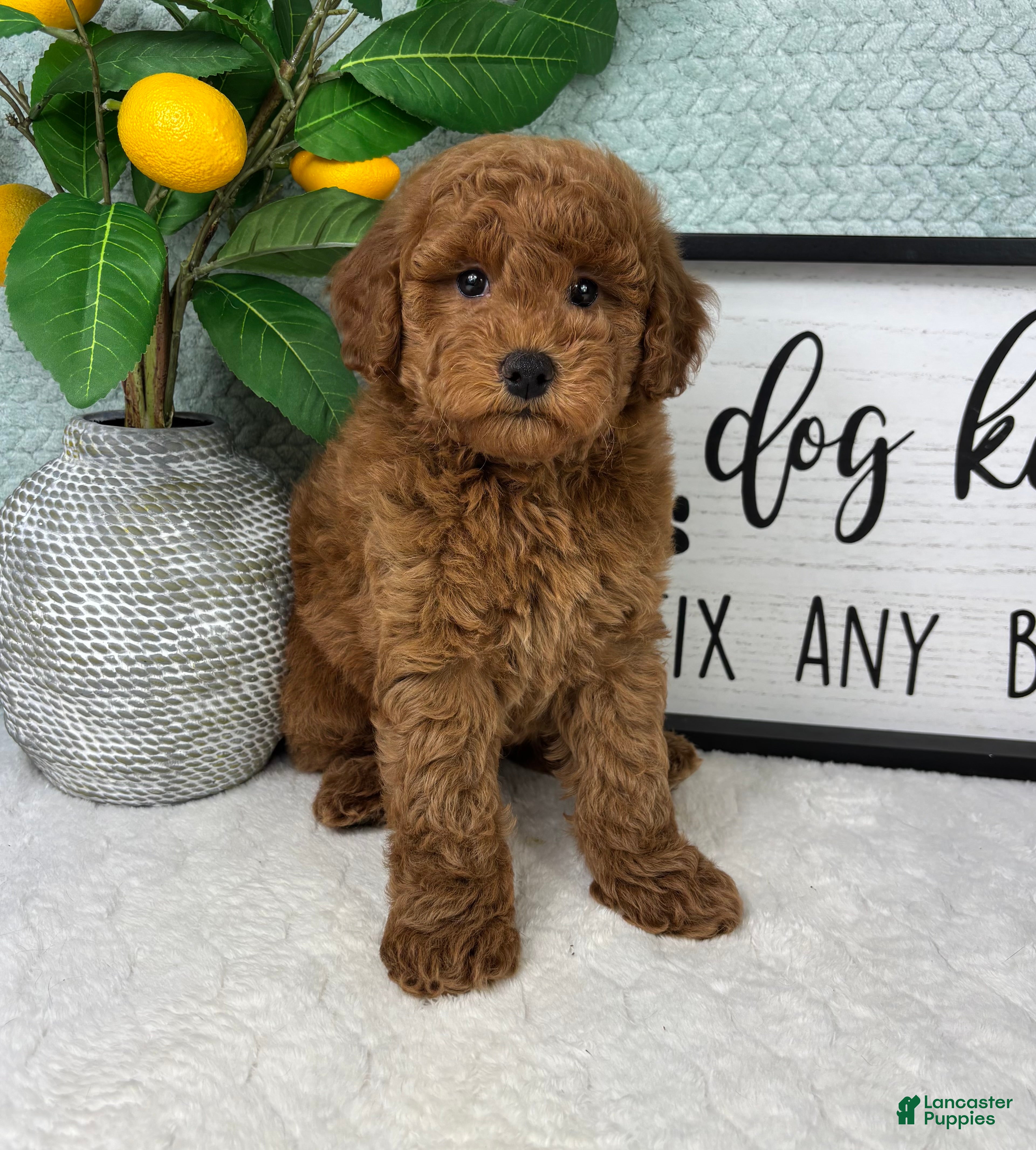 Mini Goldendoodle dogs Graham - Ad 6
