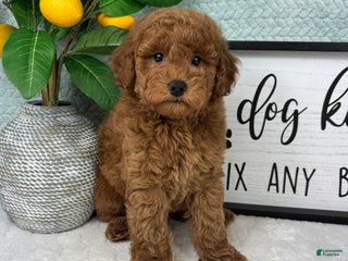Mini Goldendoodle dogs Graham - Ad 6