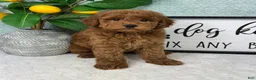 Mini Goldendoodle dogs for sale: Graham - Ad 1