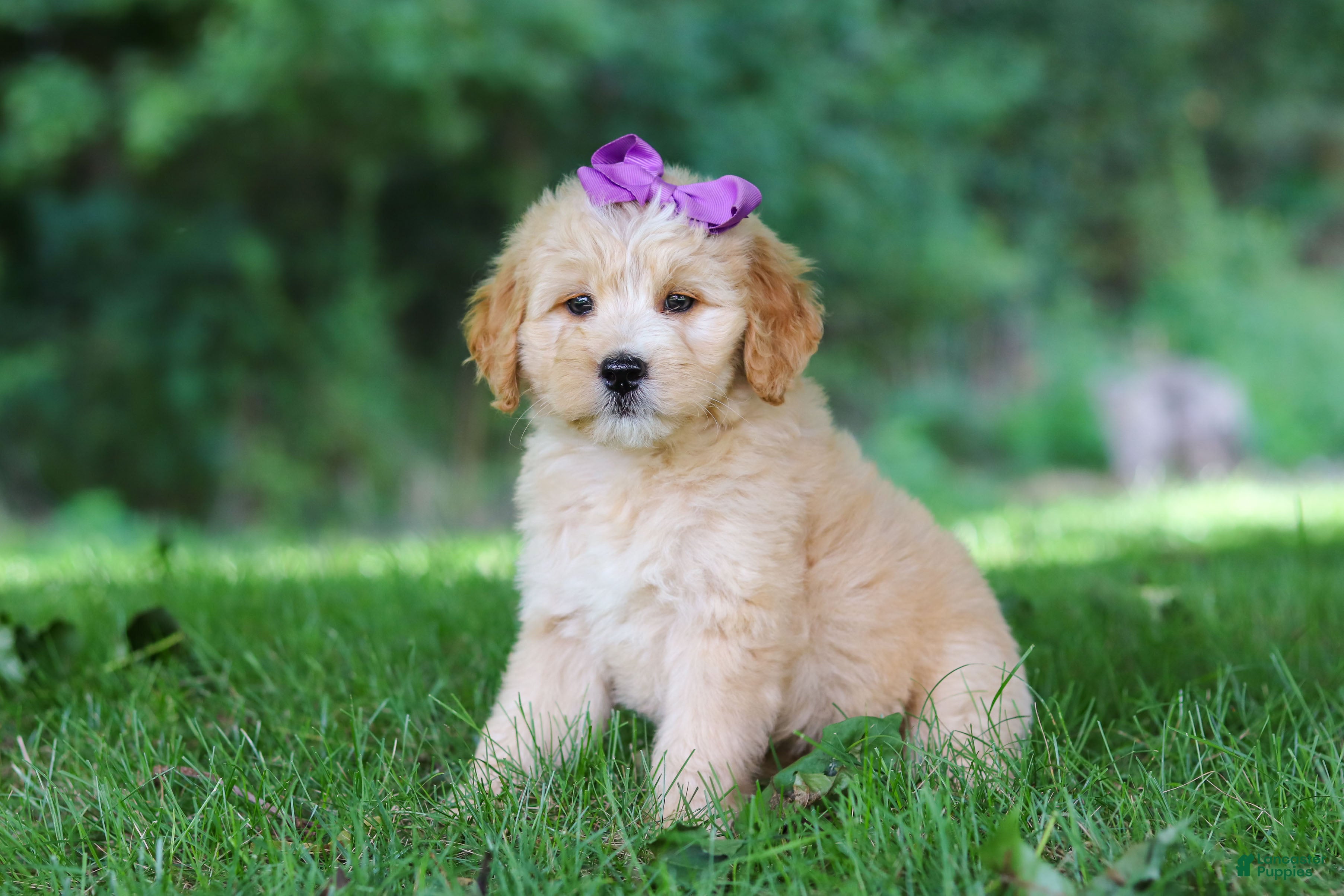 Mini Goldendoodle dogs Sequoia - Ad 2