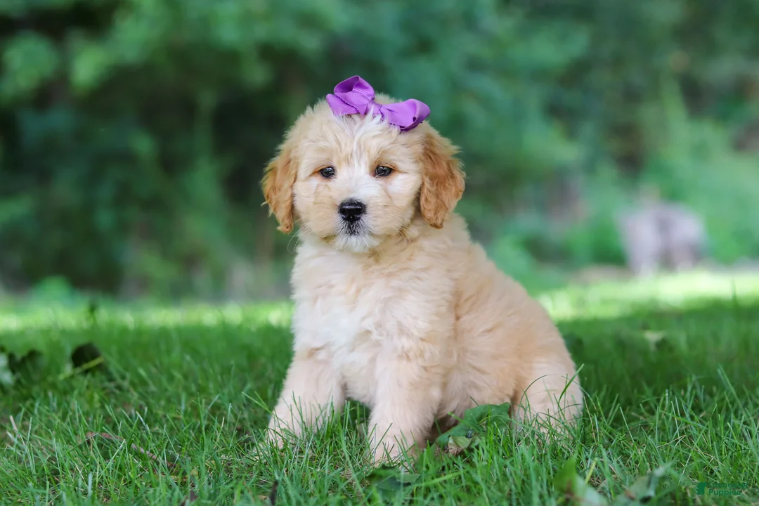 Mini Goldendoodle dogs for sale: Sequoia - Ad 2