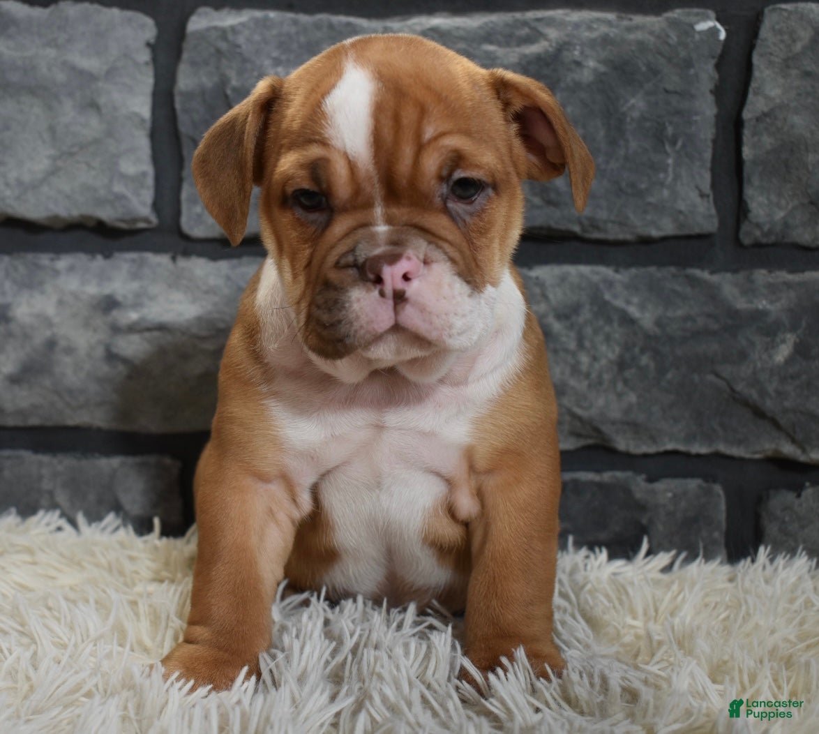 Mixed Breed dogs Reba - Ad 23