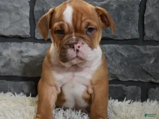 Mixed Breed dogs Reba - Ad 19