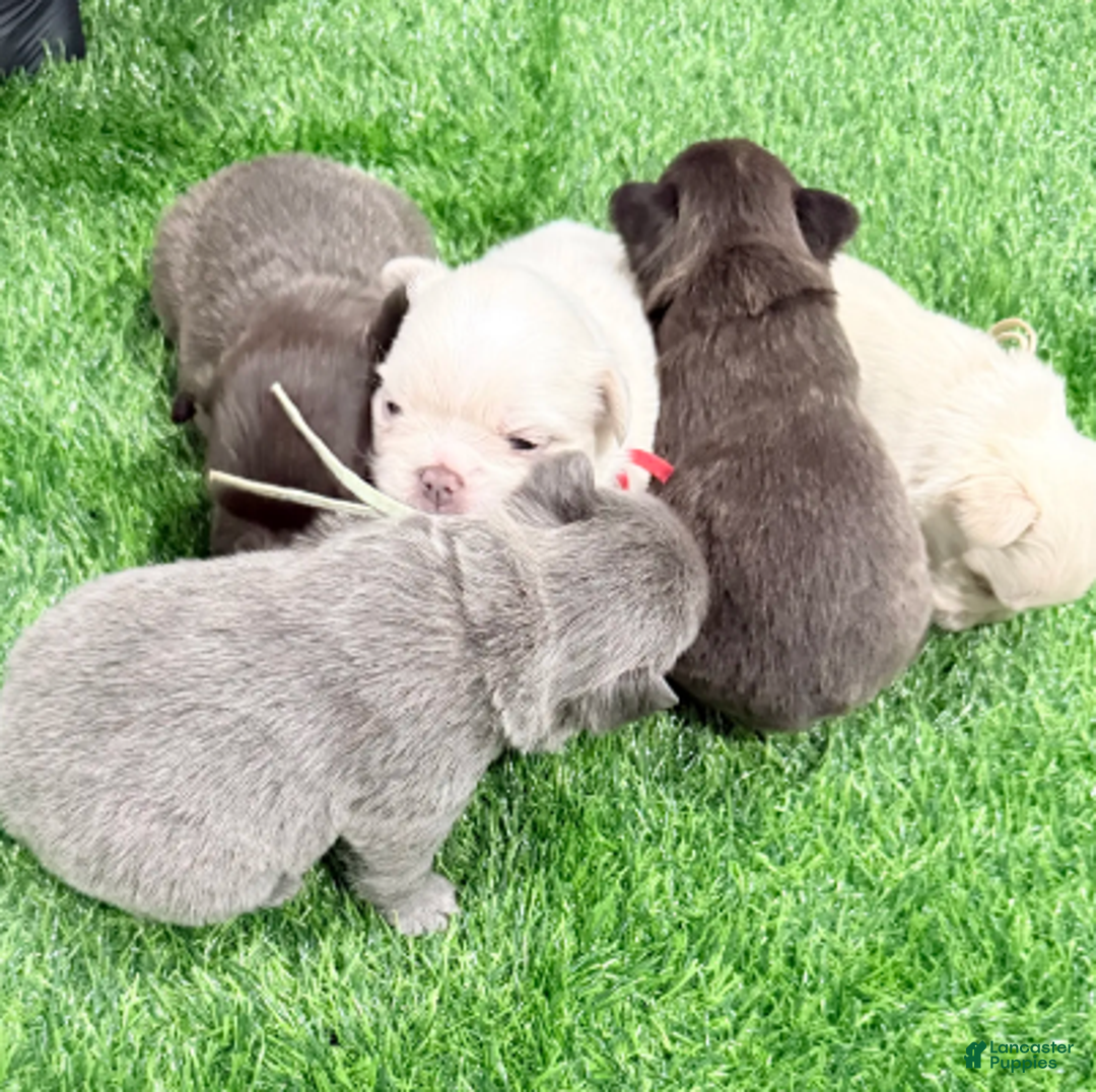 French Bulldog dogs for sale: Feliz - Ad 14