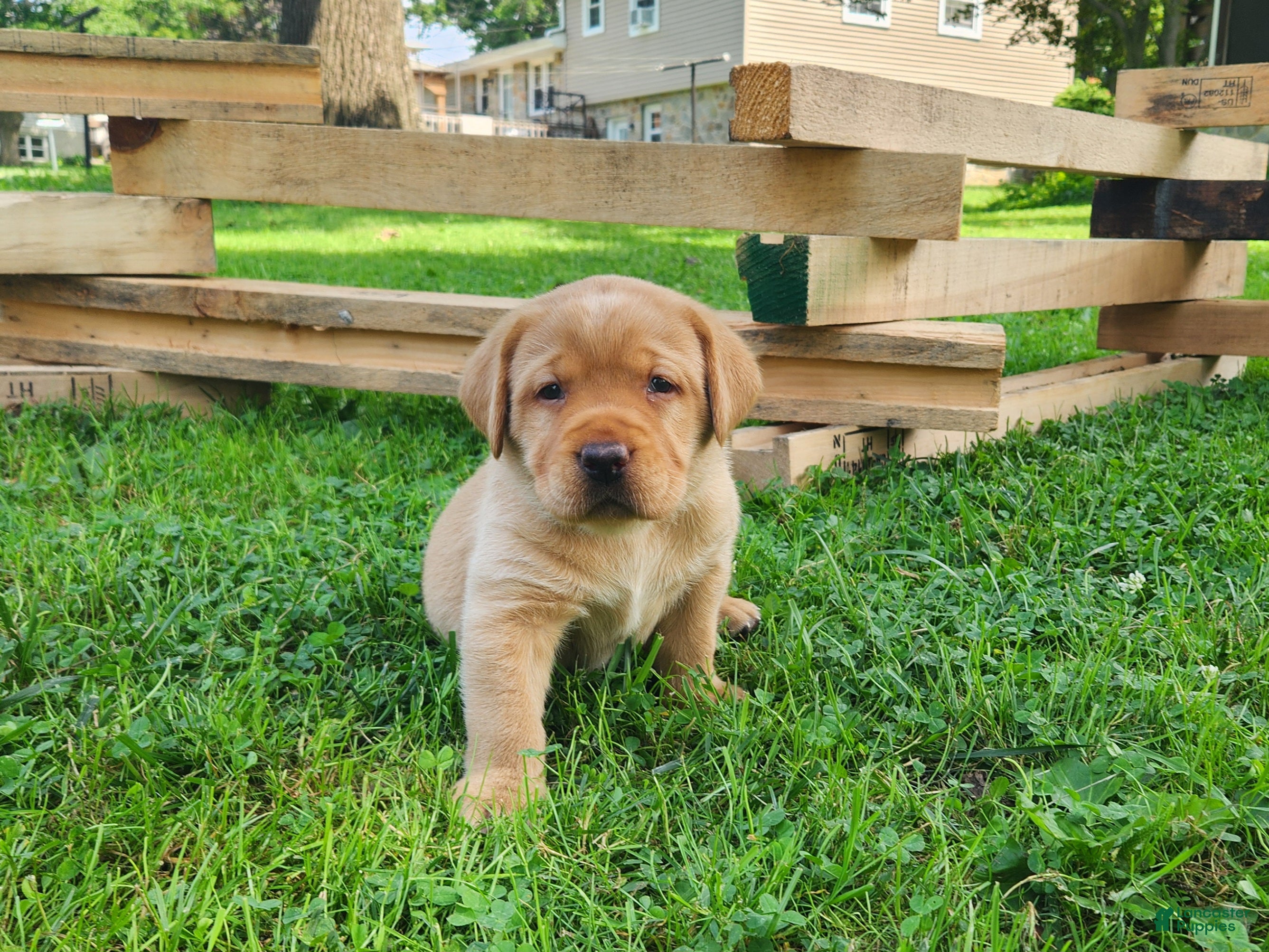 Labrador Retriever dogs Labrador Retriever- Marigold  - Ad 22