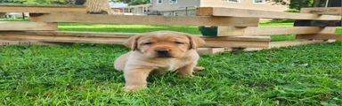 Labrador Retriever- Marigold 