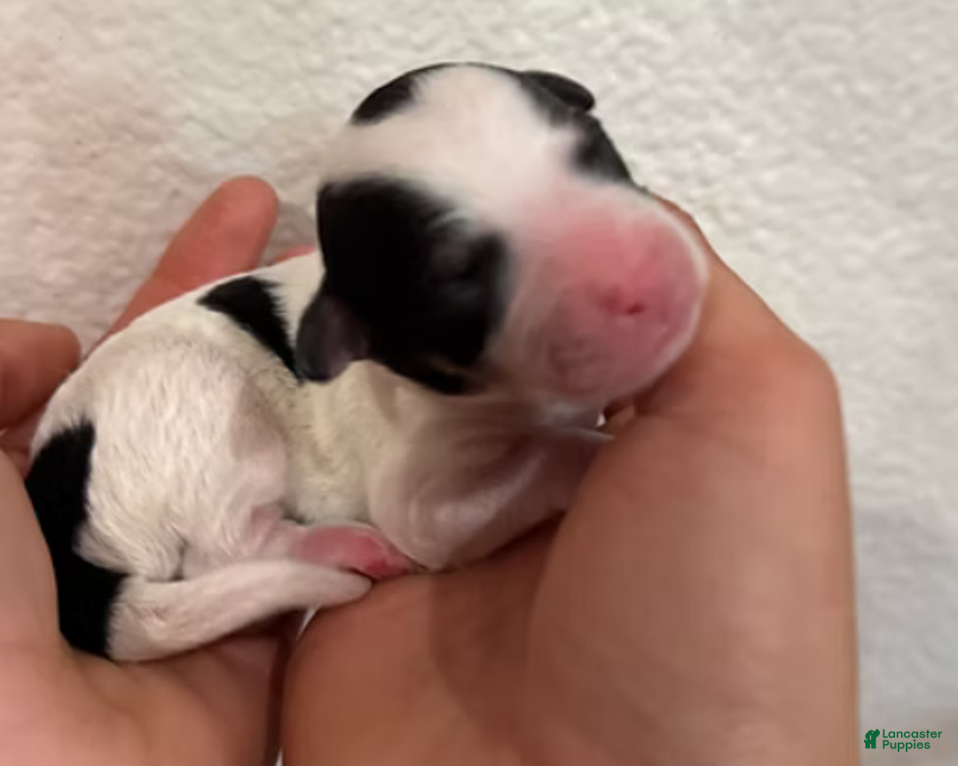 Mini Bernedoodle dogs for sale: Tater - Ad 11