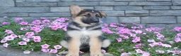 German Shepherd dogs for sale: Bella - Ad 4