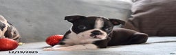 Boston Terrier dogs for sale: Leo - Ad 2