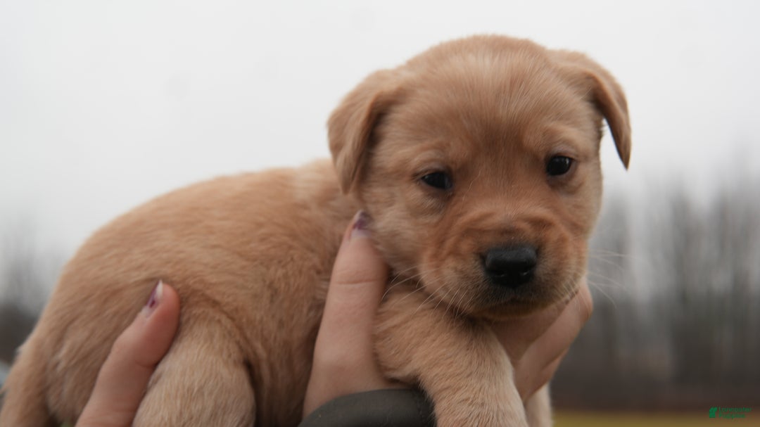 Labrador Retriever dogs for sale: Lila - Ad 2
