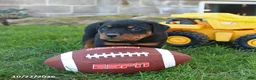 Rottweiler dogs for sale: Montana - Ad 5