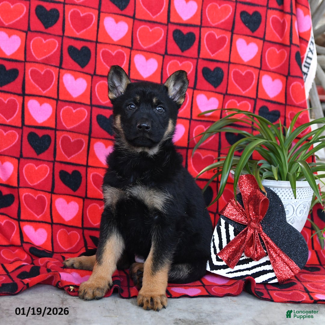 German Shepherd dogs for sale: Quaker - Ad 2
