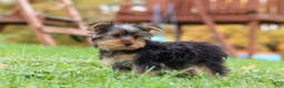Yorkshire Terrier dogs for sale: Jasper - Ad 5