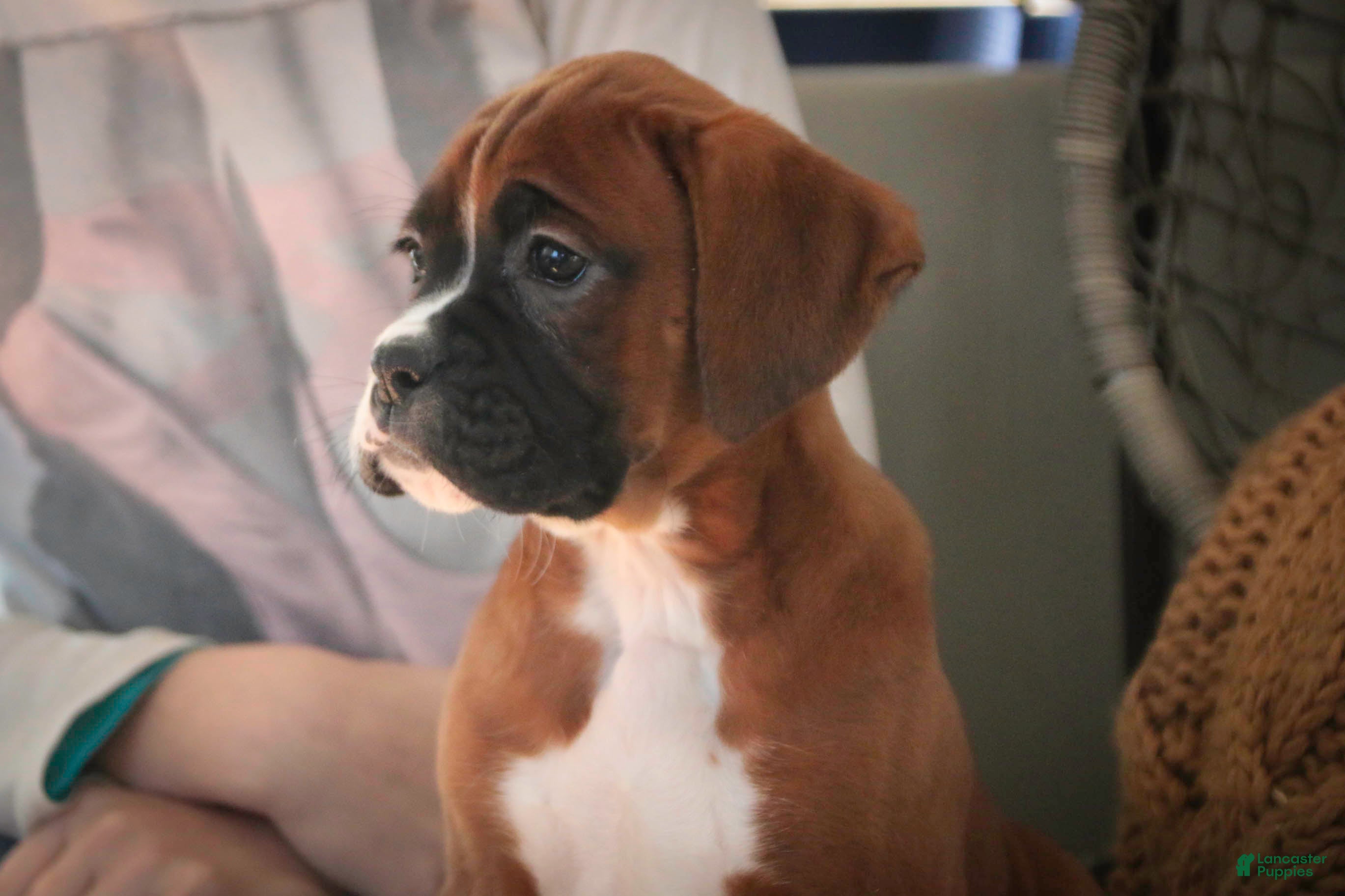 Boxer dogs Tracy - Ad 2