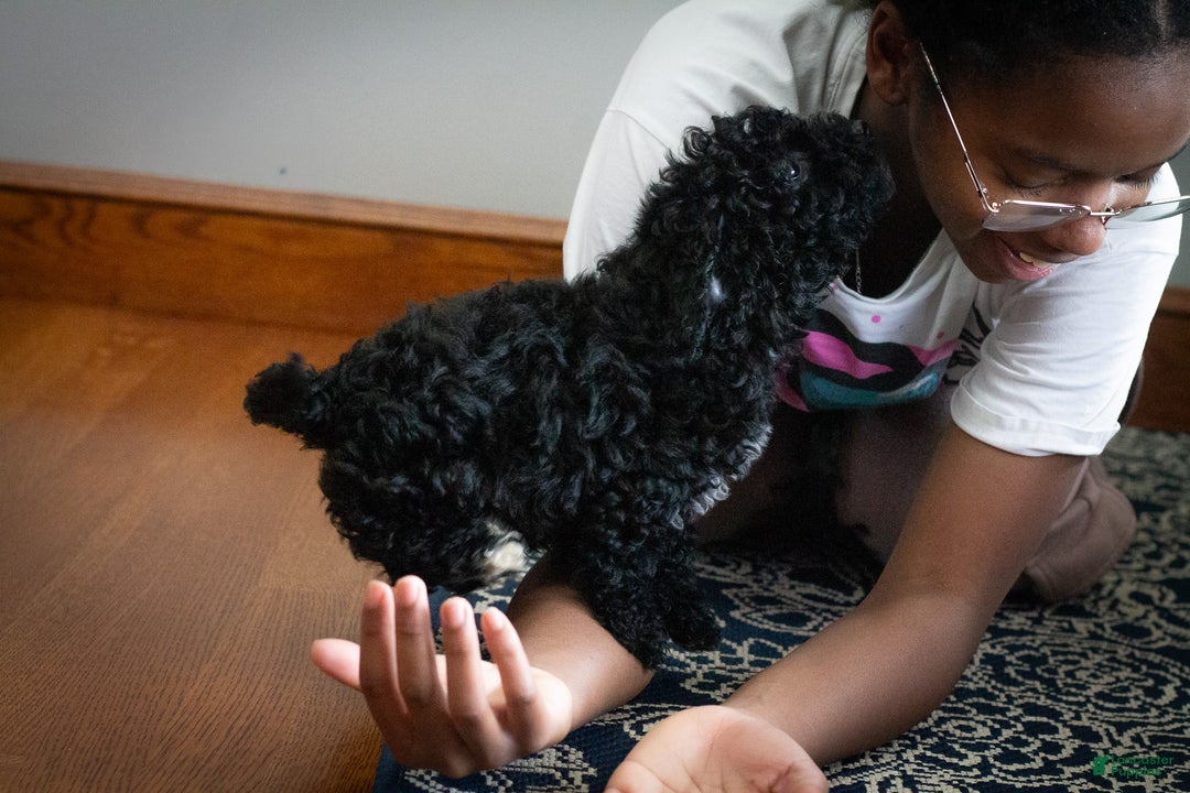 Miniature Poodle dogs for sale: Coal - Ad 8