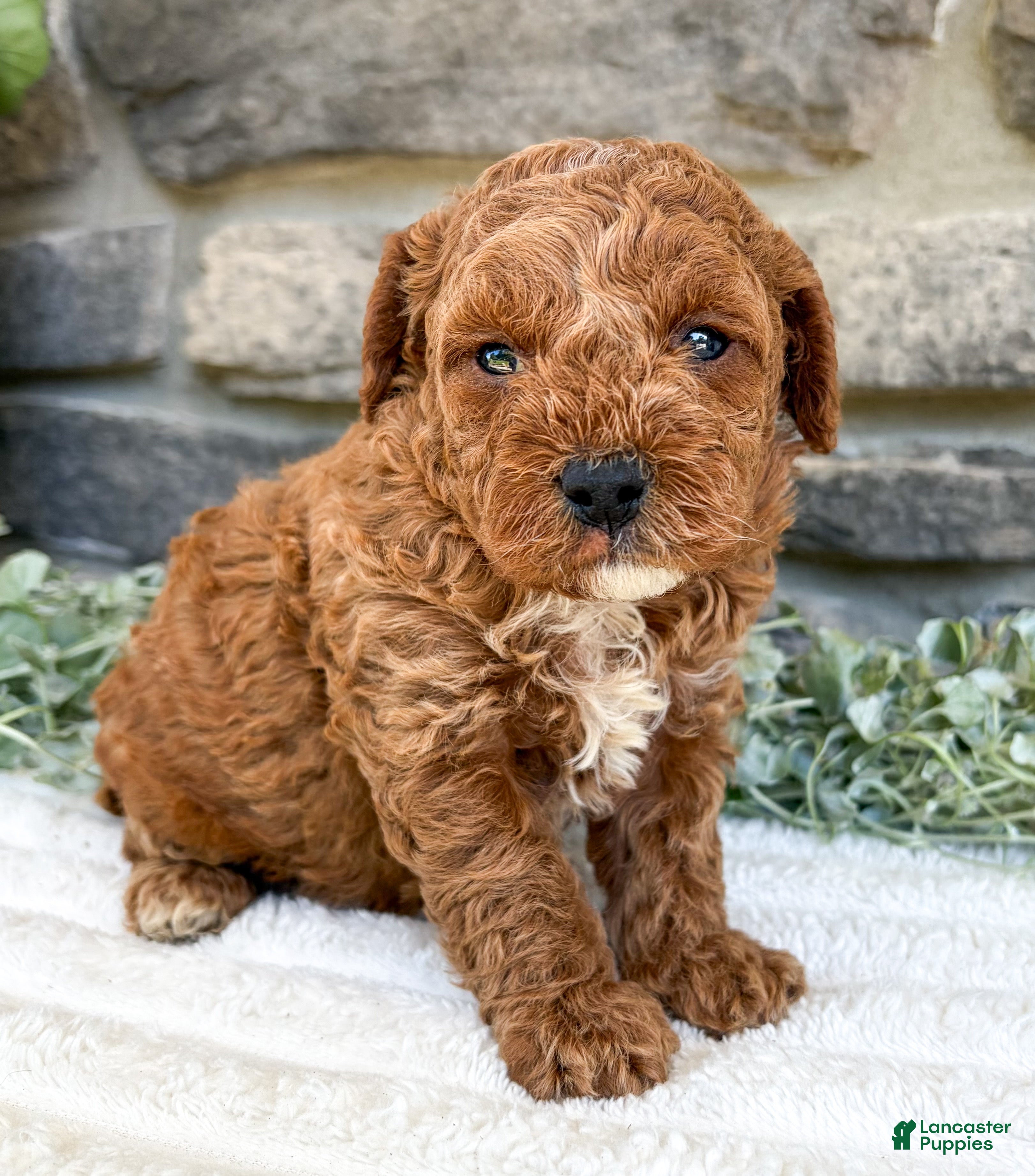 Toy Poodle dogs Teddy - Ad 2