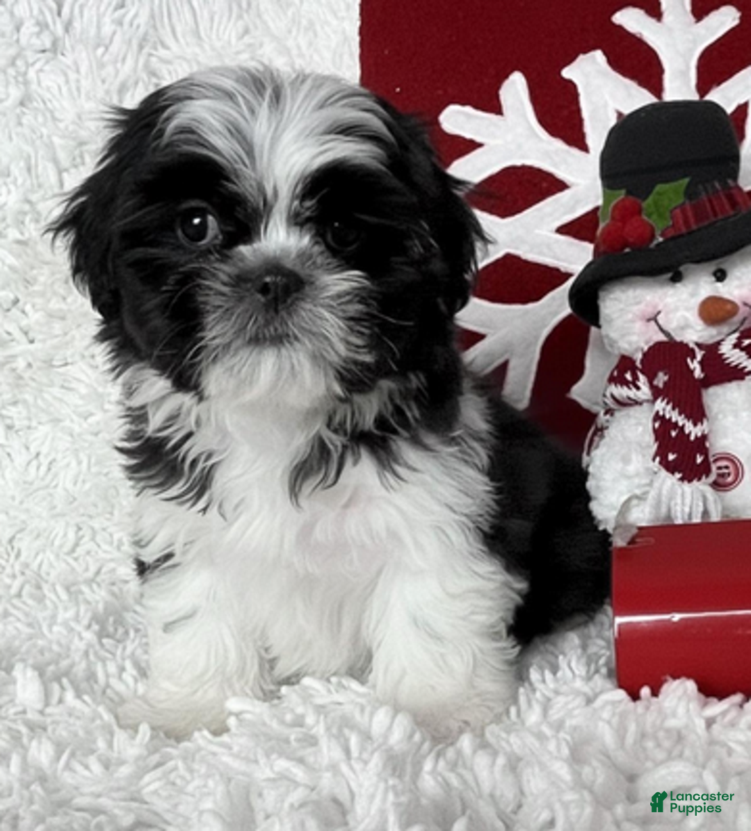 Shih Tzu dogs for sale: AKC Commet - Ad 4