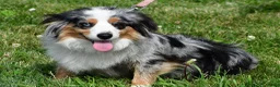 Miniature Australian Shepherd dogs for sale: Archer - Ad 12