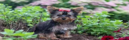 Yorkshire Terrier dogs for sale: Fiona - Ad 5