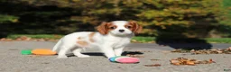 Cavalier King Charles Spaniel dogs for sale: Arlo - Ad 7