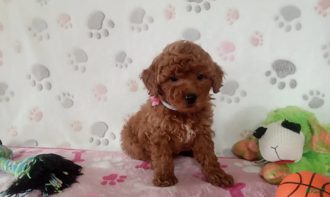 Toy Poodle dogs for sale: Alexis  - Ad 3