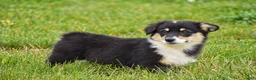 Welsh Corgi Pembroke dogs for sale: Jacey - Ad 5