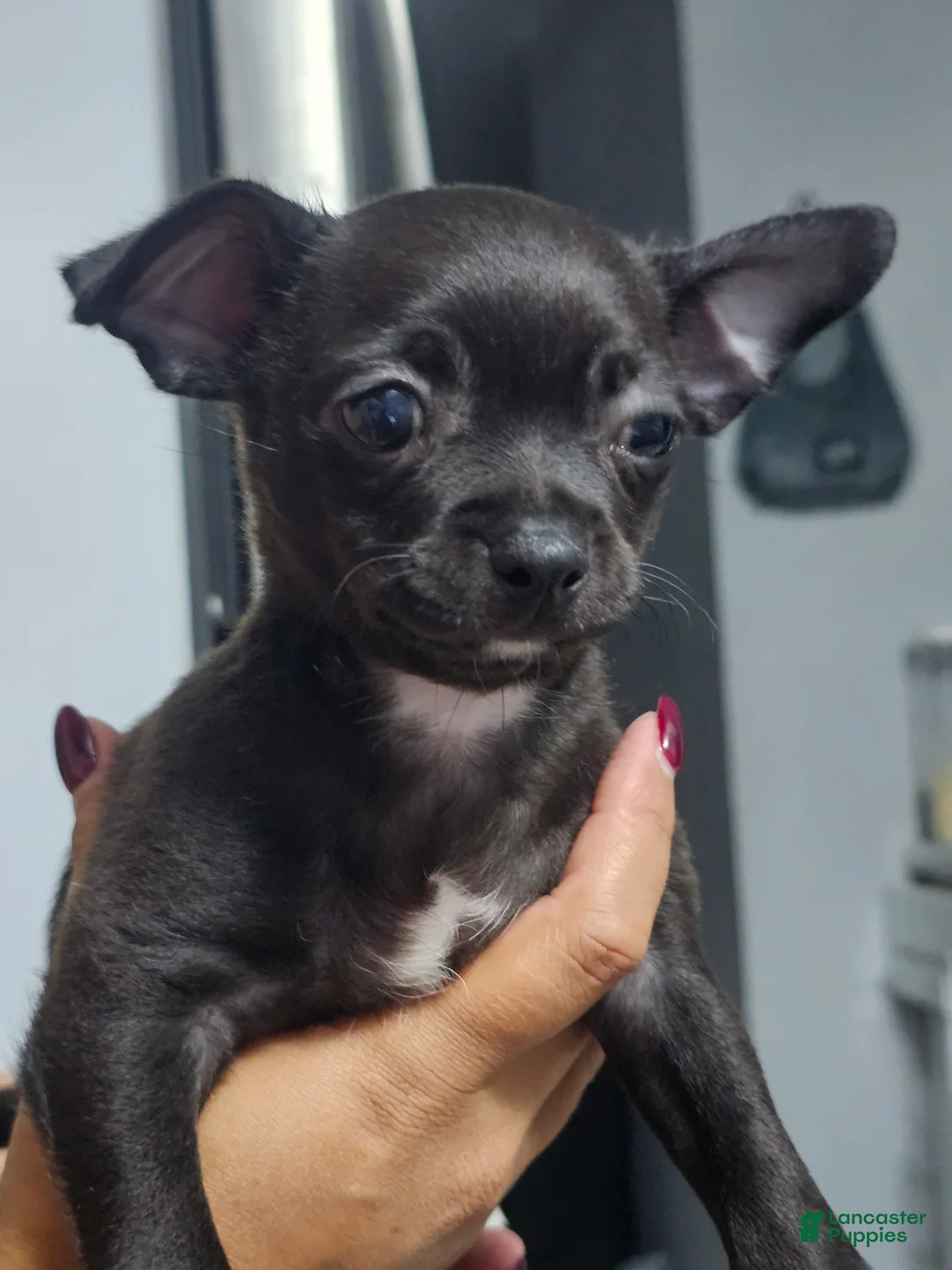Chihuahua dogs for sale: Chihuahua 2 - Ad 2