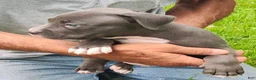 American Bully dogs for sale: American Bully 2  - Blue - Ad 2
