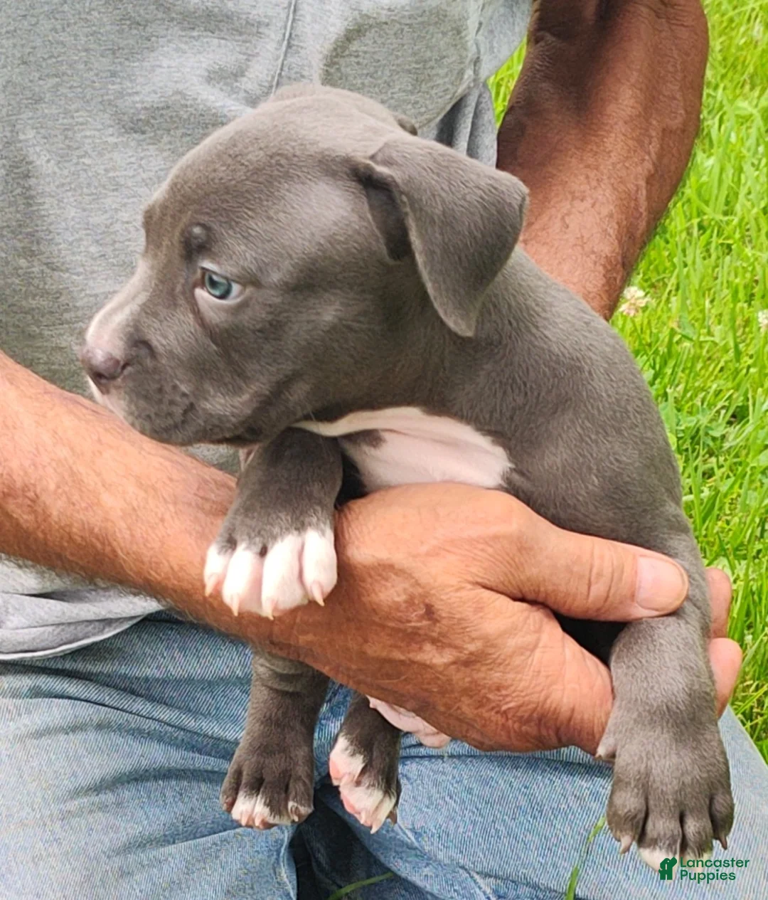 American Bully dogs for sale: American Bully 2  - Blue - Ad 2