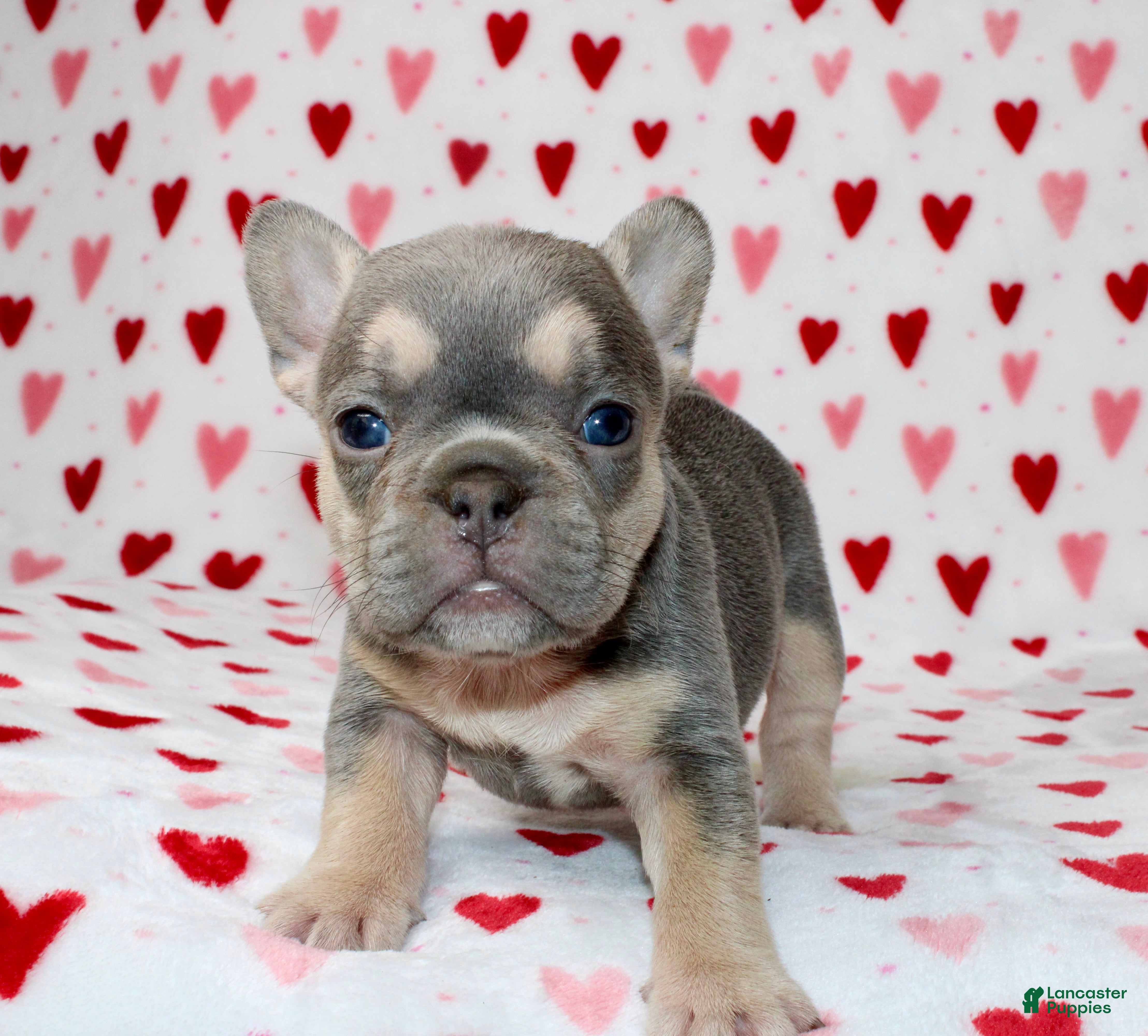 French Bulldog dogs Luna - Ad 6