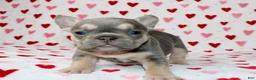 French Bulldog dogs for sale: Luna - Ad 1