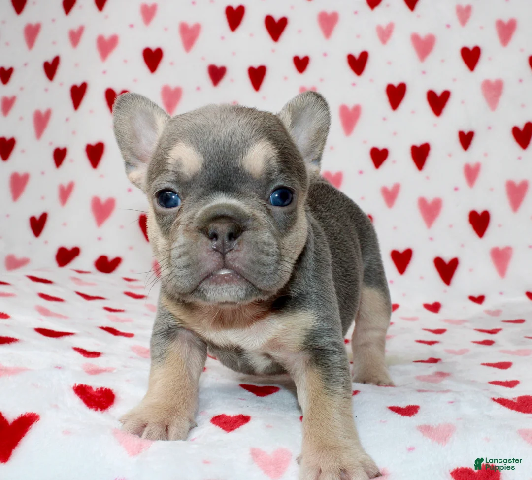 French Bulldog dogs for sale: Luna - Ad 1