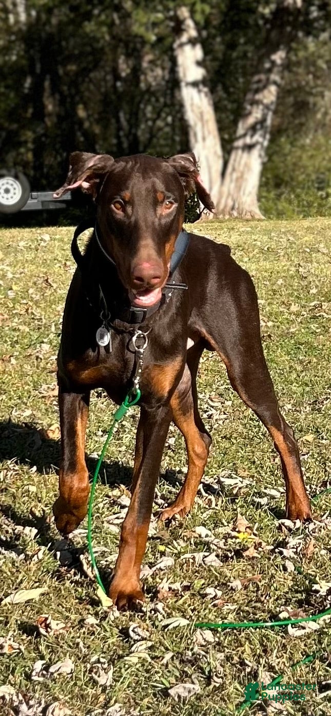 Apollo