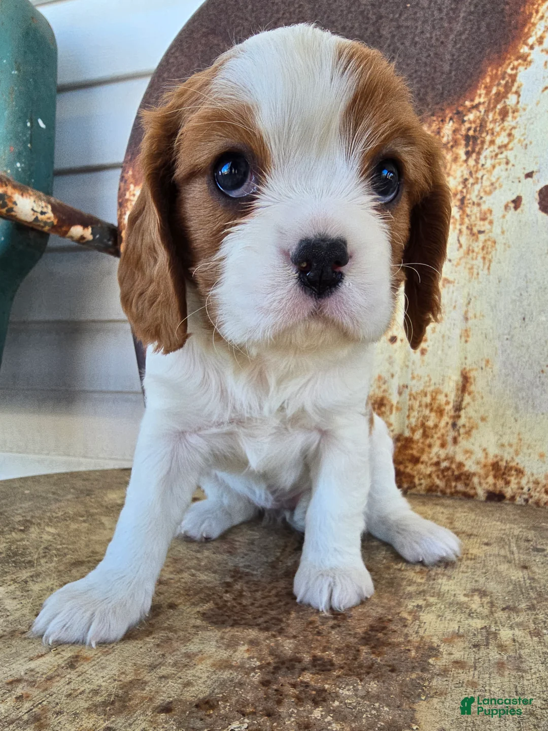 Cavalier King Charles Spaniel dogs for sale: Dolly - Ad 4