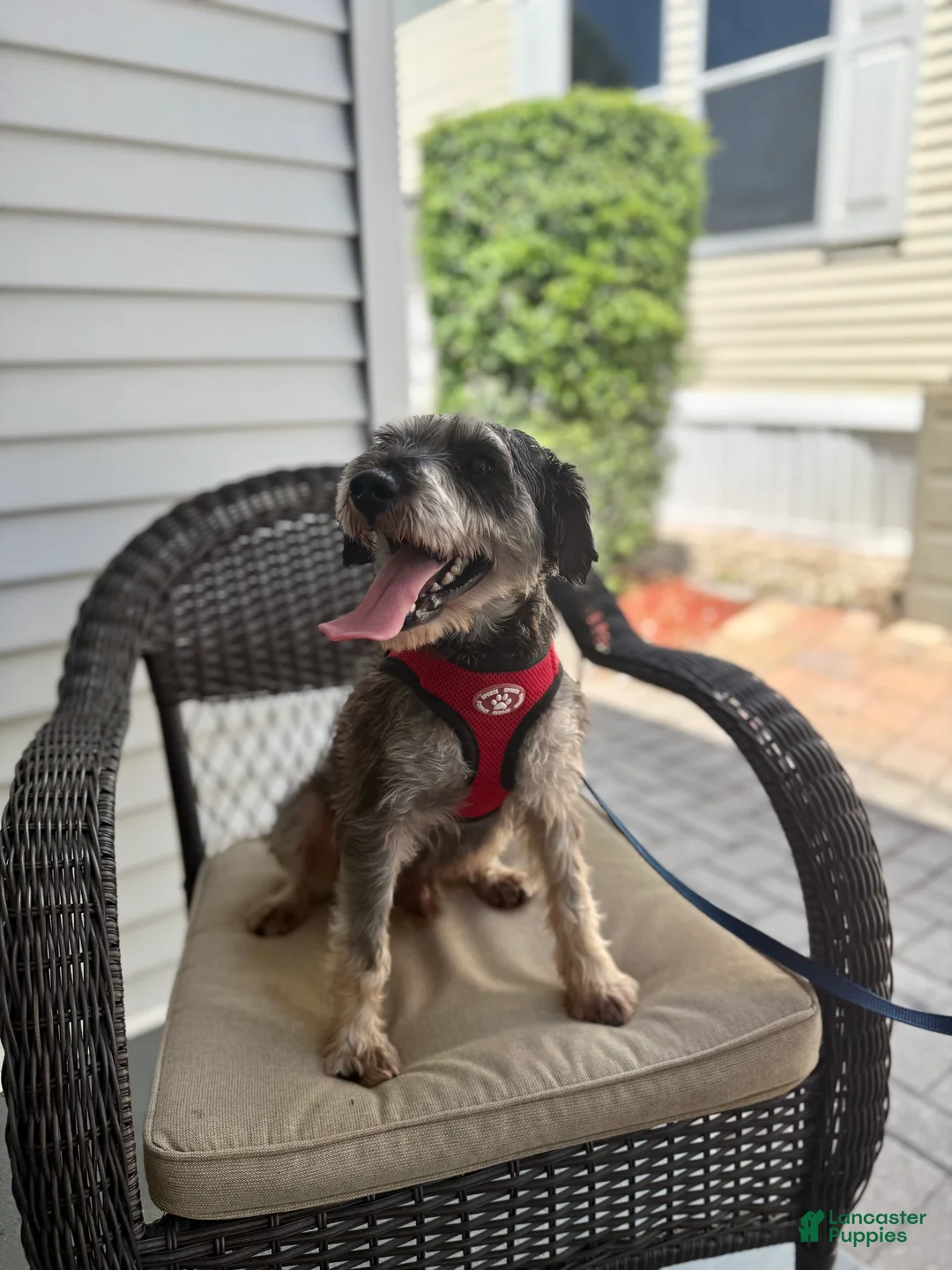Miniature Schnauzer dogs for sale: Yoshi - Ad 2