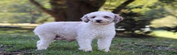 Yorkiepoo dogs for sale: Jayden - Ad 6
