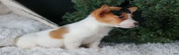 Welsh Corgi Pembroke dogs for sale: Iggy - Ad 2