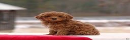 Toy Poodle dogs for sale: Dusty - Ad 2