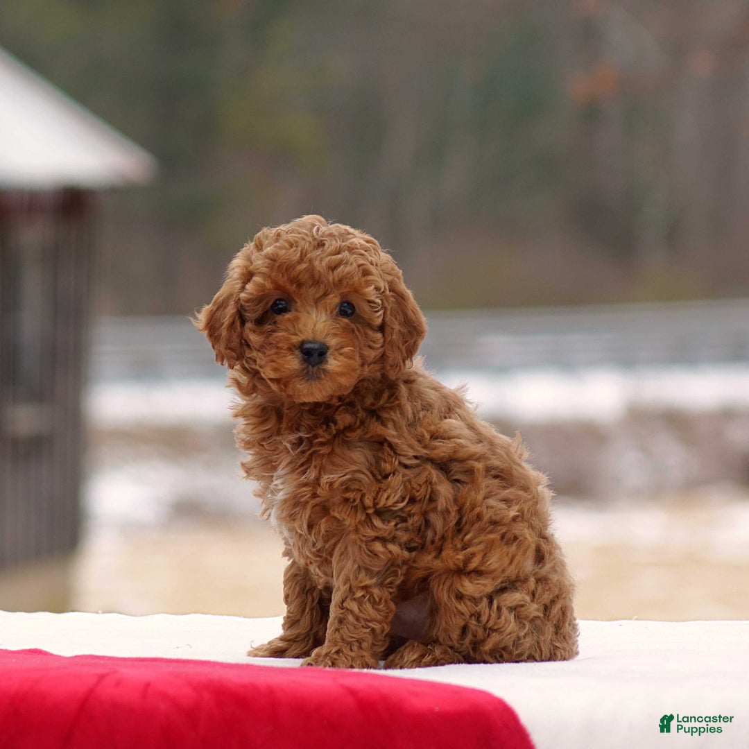 Toy Poodle dogs for sale: Dusty - Ad 2