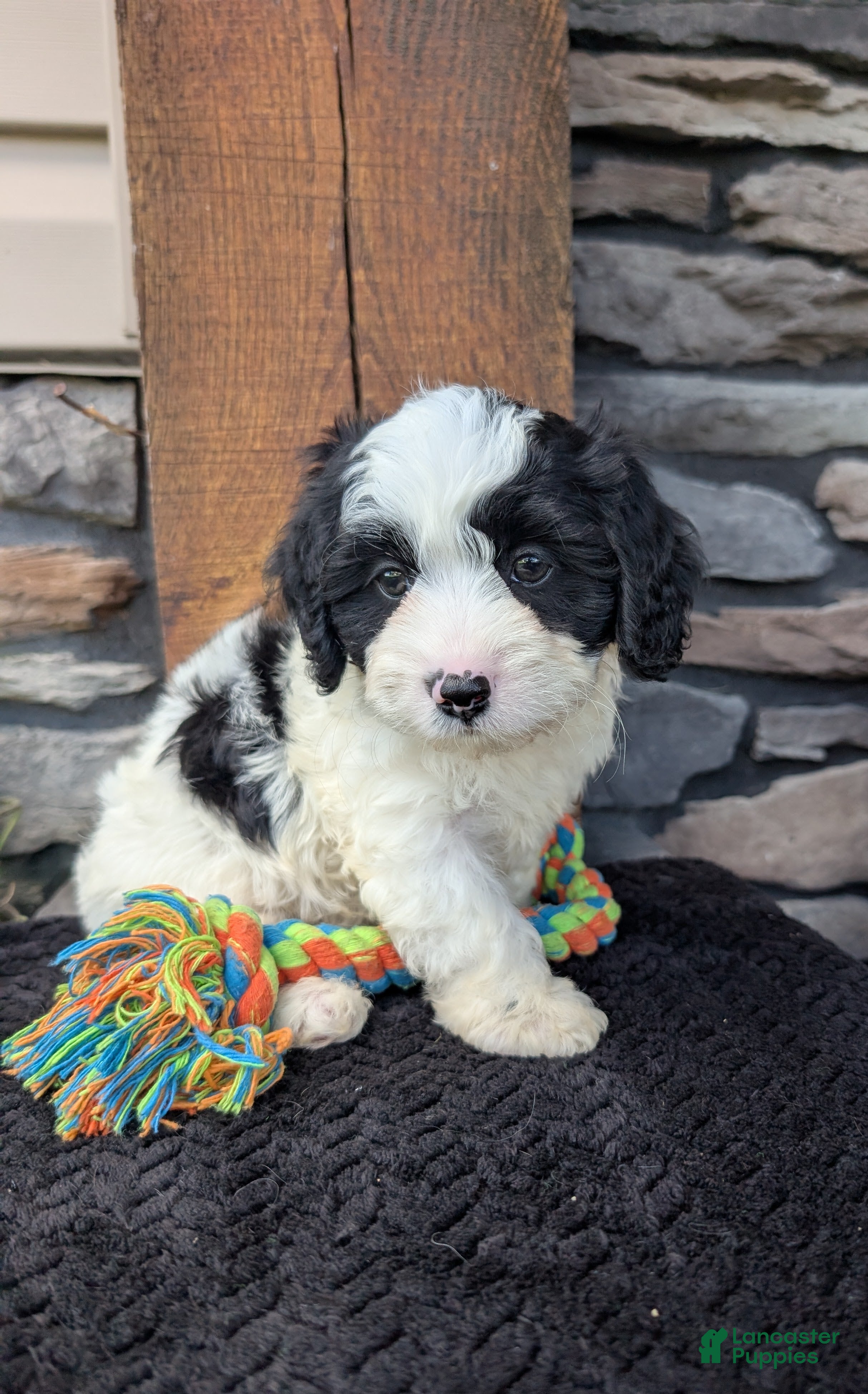 Cavapoo dogs Toby  - Ad 30