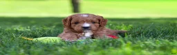 Cavapoo dogs for sale: Milo - Ad 5