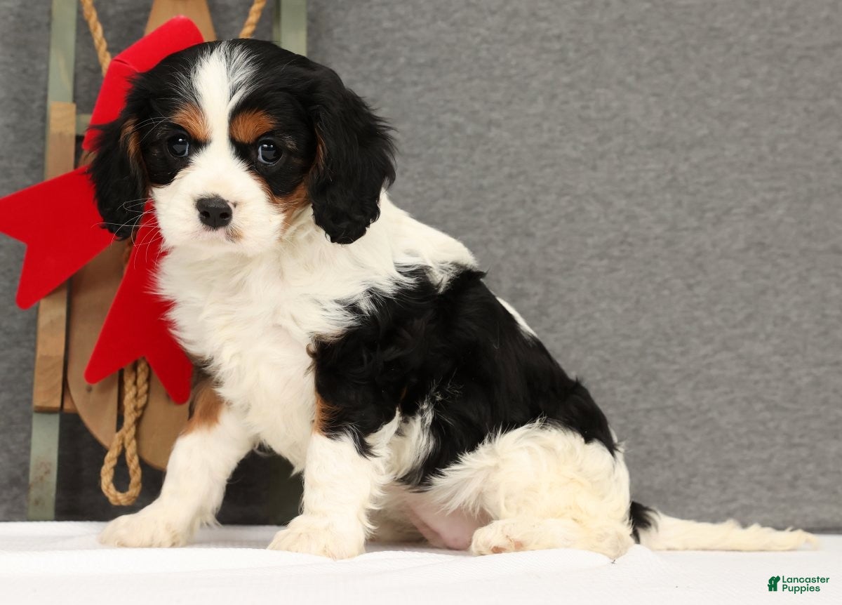 Cavalier King Charles Spaniel dogs Lady - Ad 5