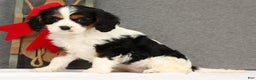 Cavalier King Charles Spaniel dogs for sale: Lady - Ad 1