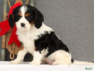 Cavalier King Charles Spaniel dogs Lady - Ad 2