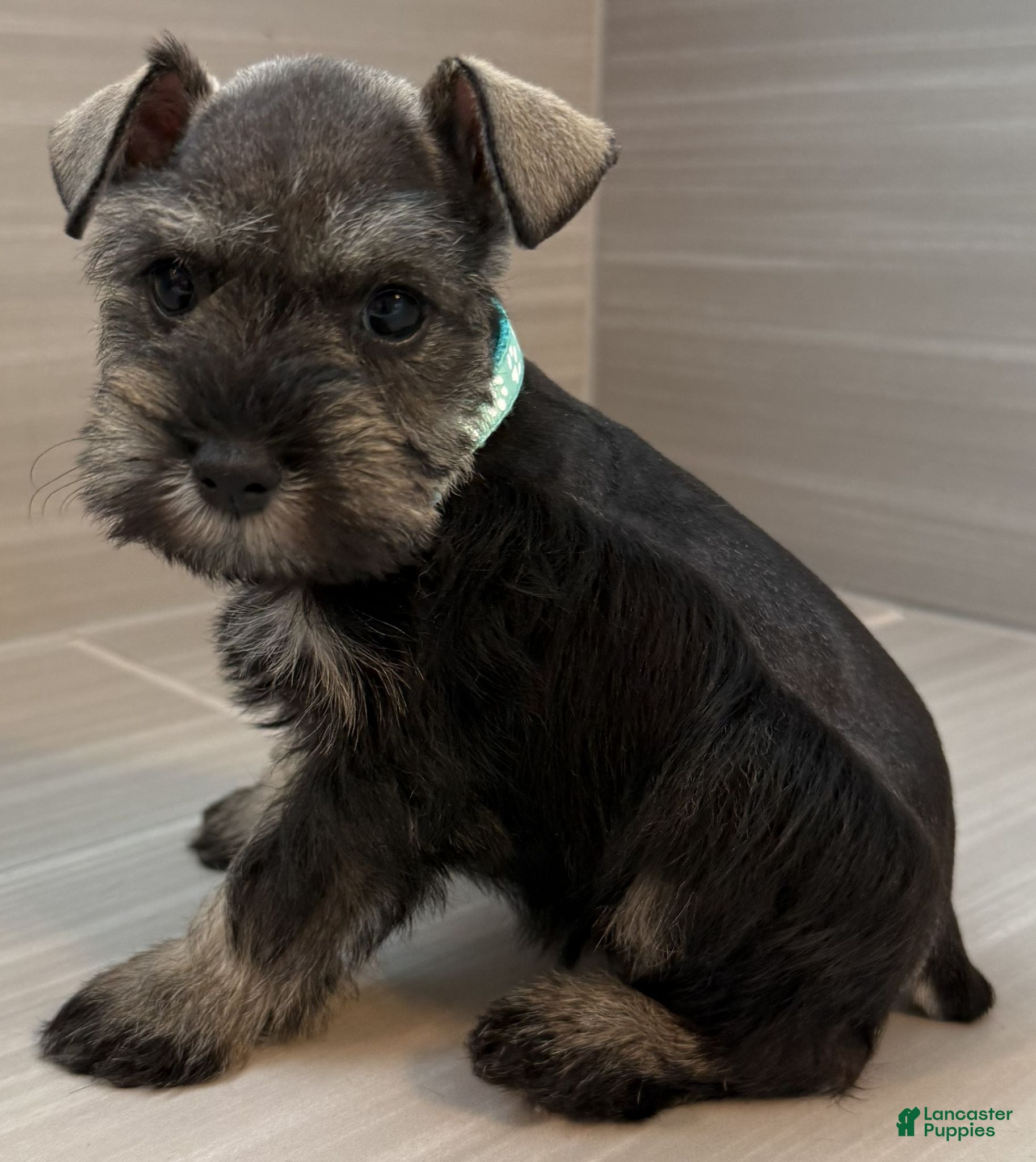Miniature Schnauzer dogs Trixie - Ad 2